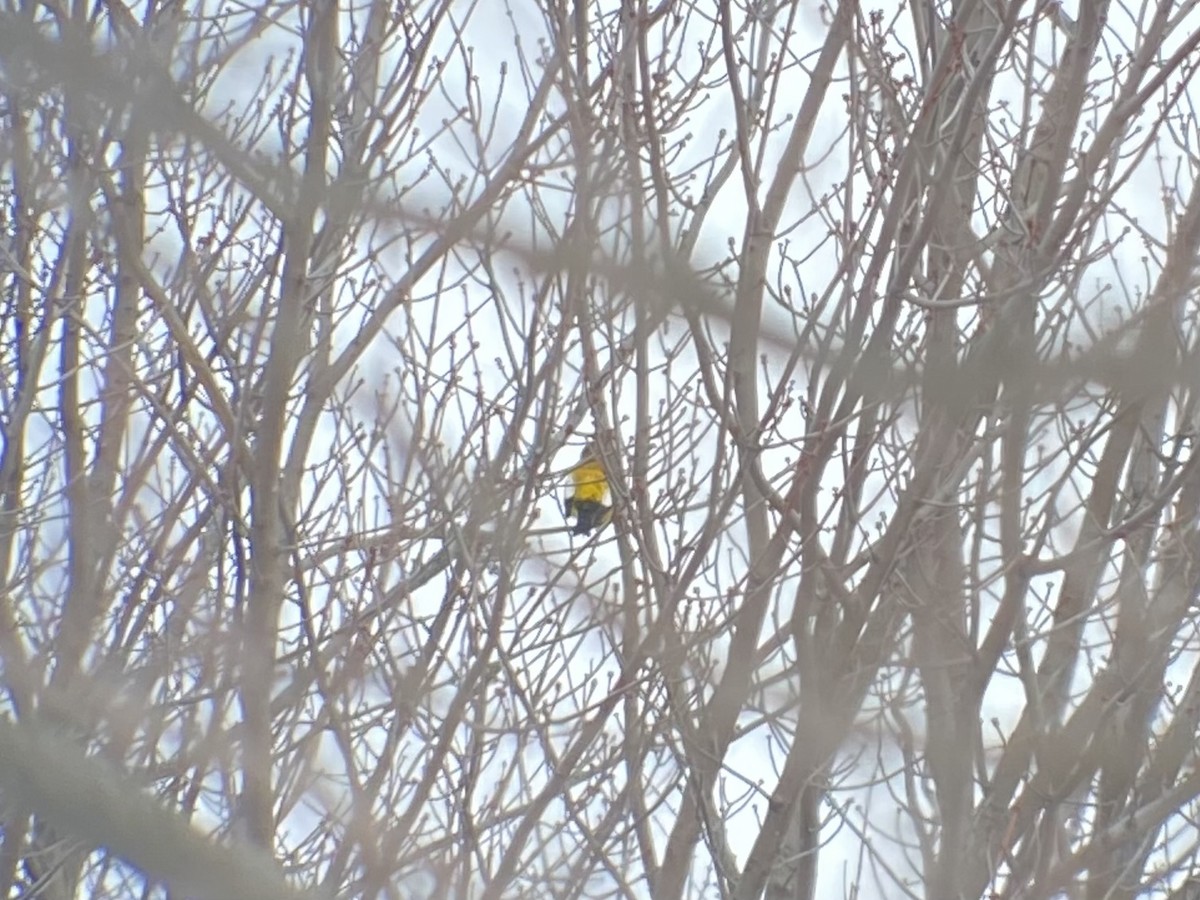 Sarı Kaşlı Kocabaş - ML646950359