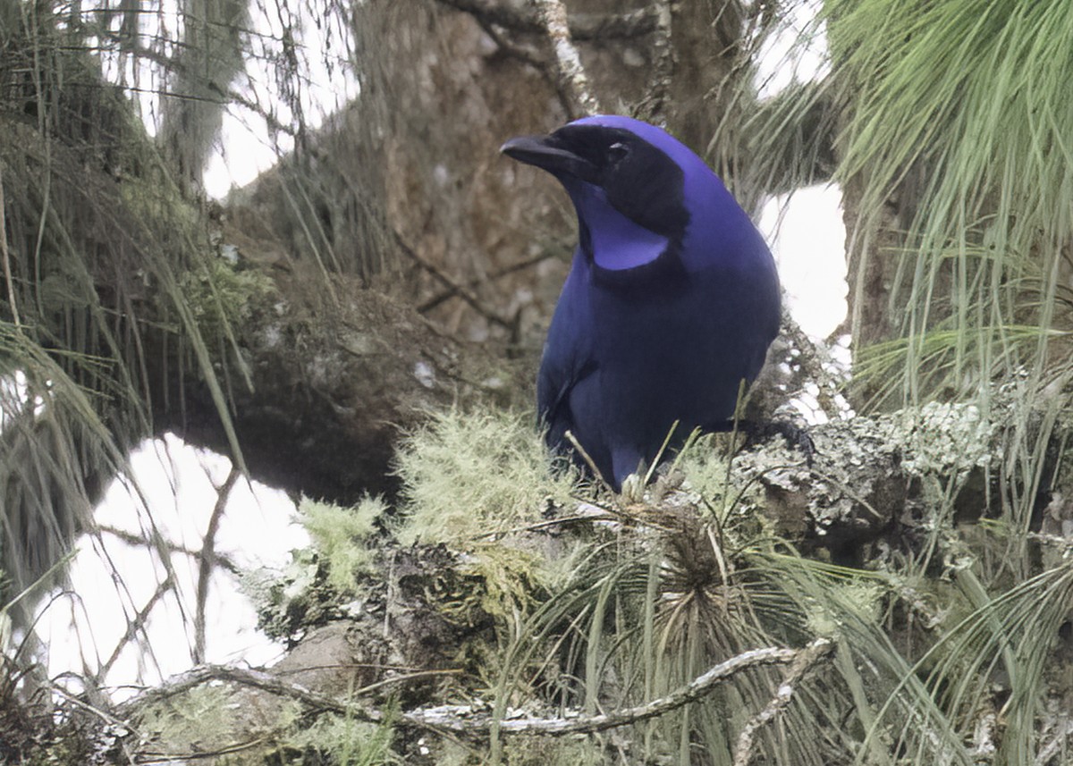 Гагер світлогорлий - ML646950361