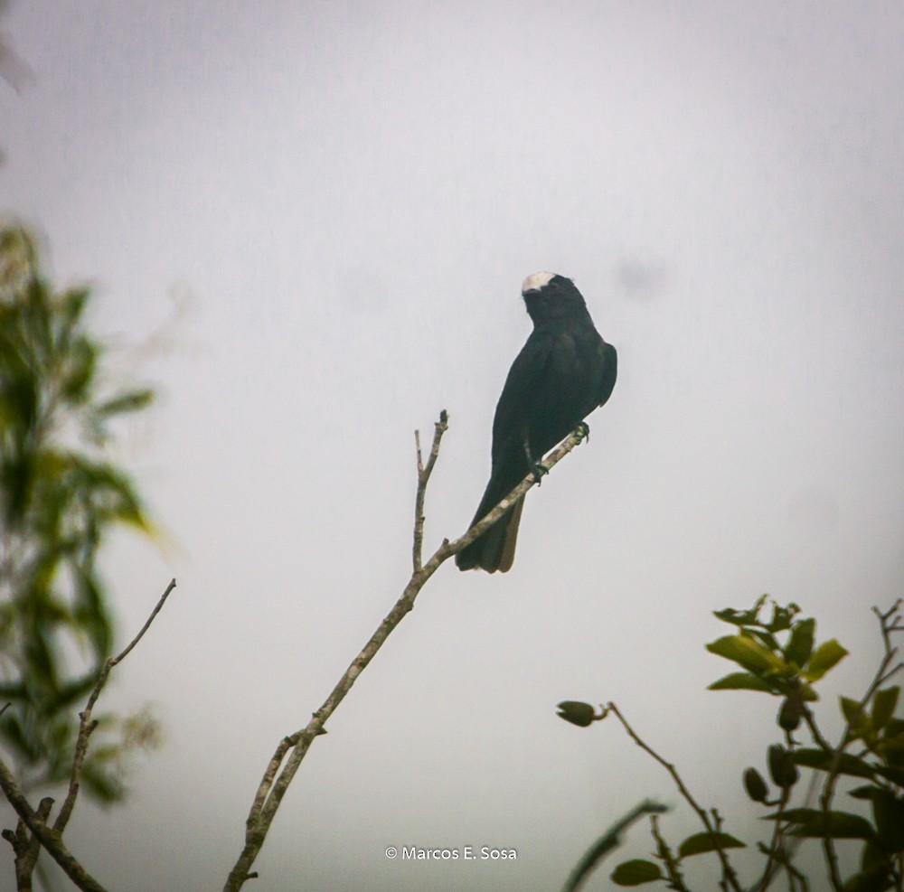 Long-tailed Tyrant - ML646950362