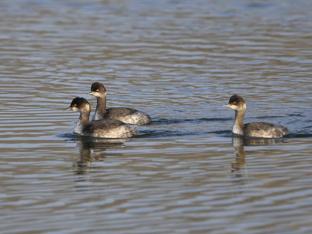 黑頸鸊鷉 - ML646950363