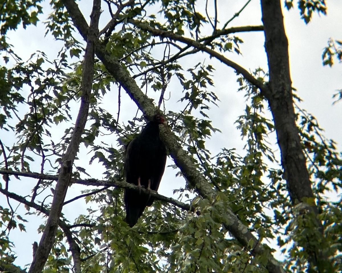 kondor krocanovitý - ML646950364