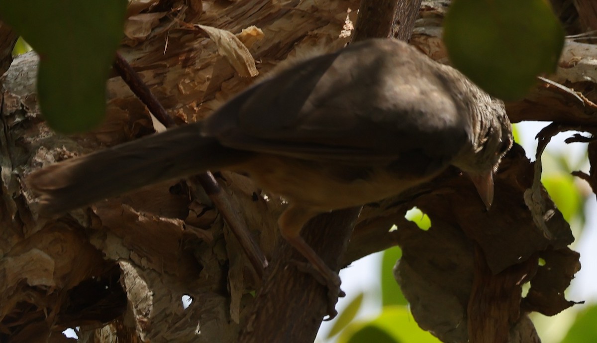Little Shrikethrush - ML646950365