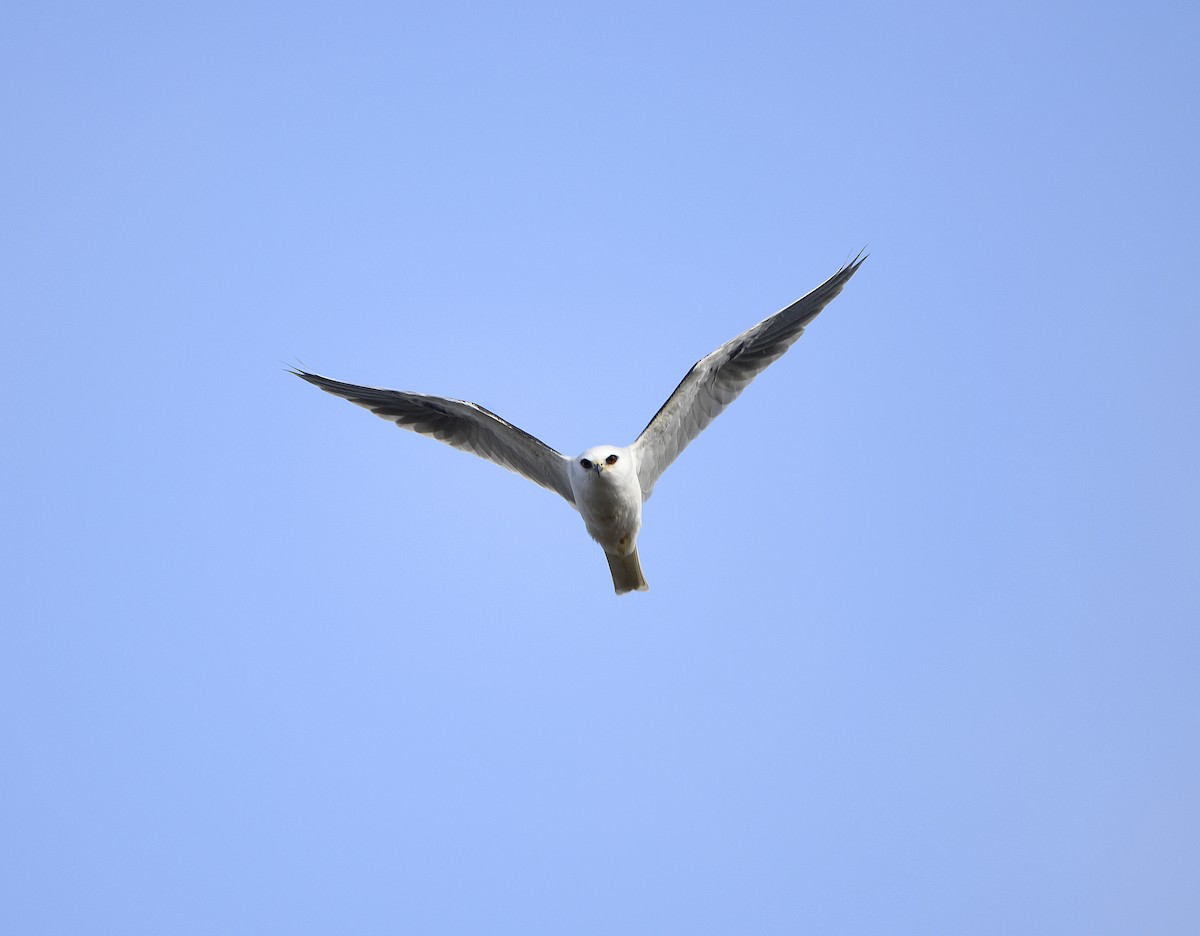 White-tailed Kite - ML646950370
