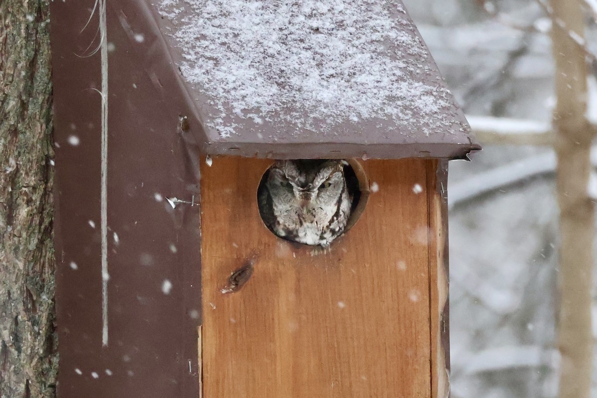 Autillo Yanqui (grupo asio) - ML646950371