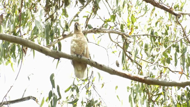 Sulphur-crested Cockatoo - ML646950375