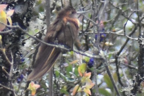 Shining Sunbeam - ML646950378