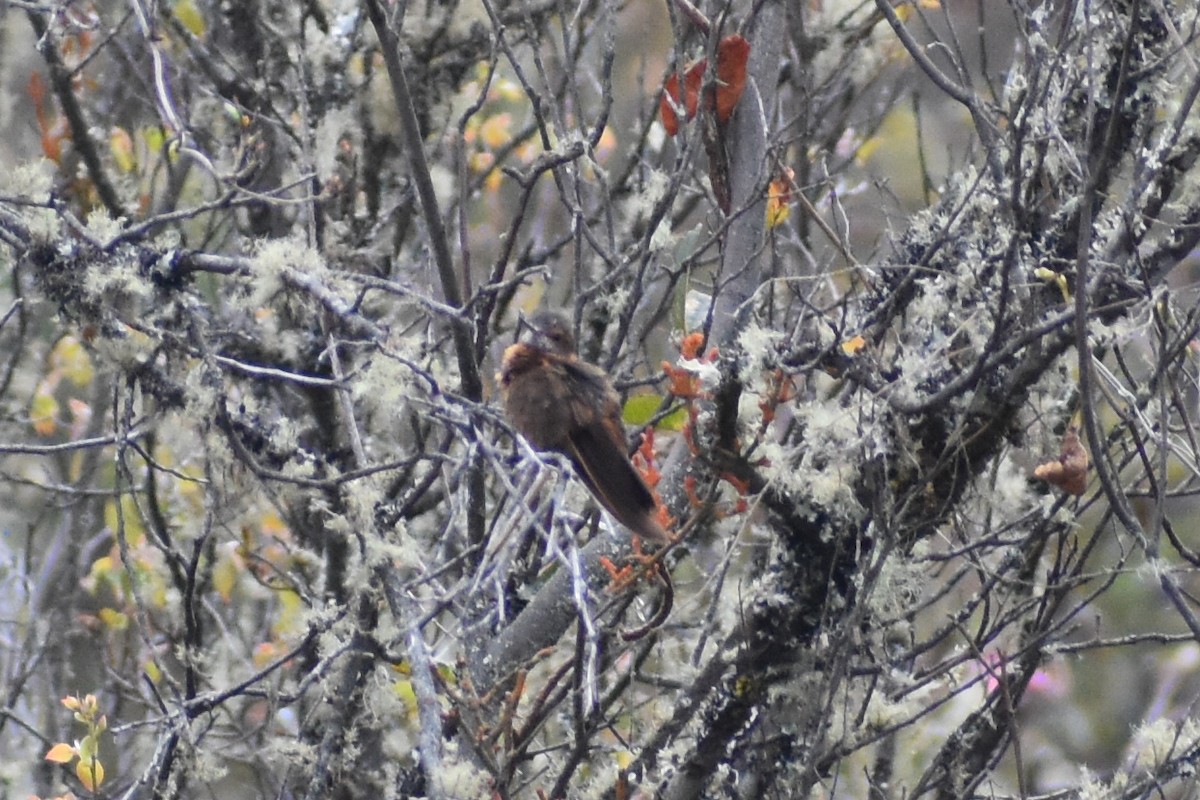 Shining Sunbeam - ML646950379