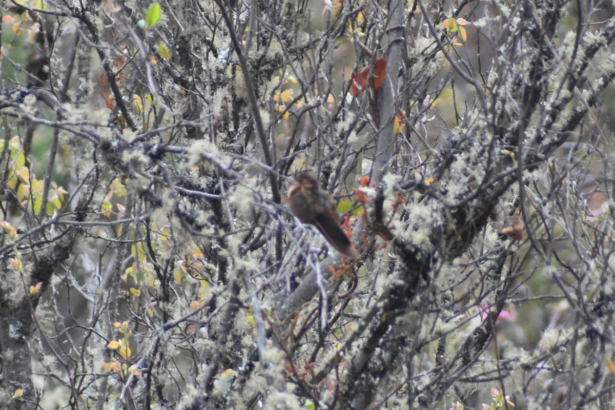 Shining Sunbeam - ML646950380