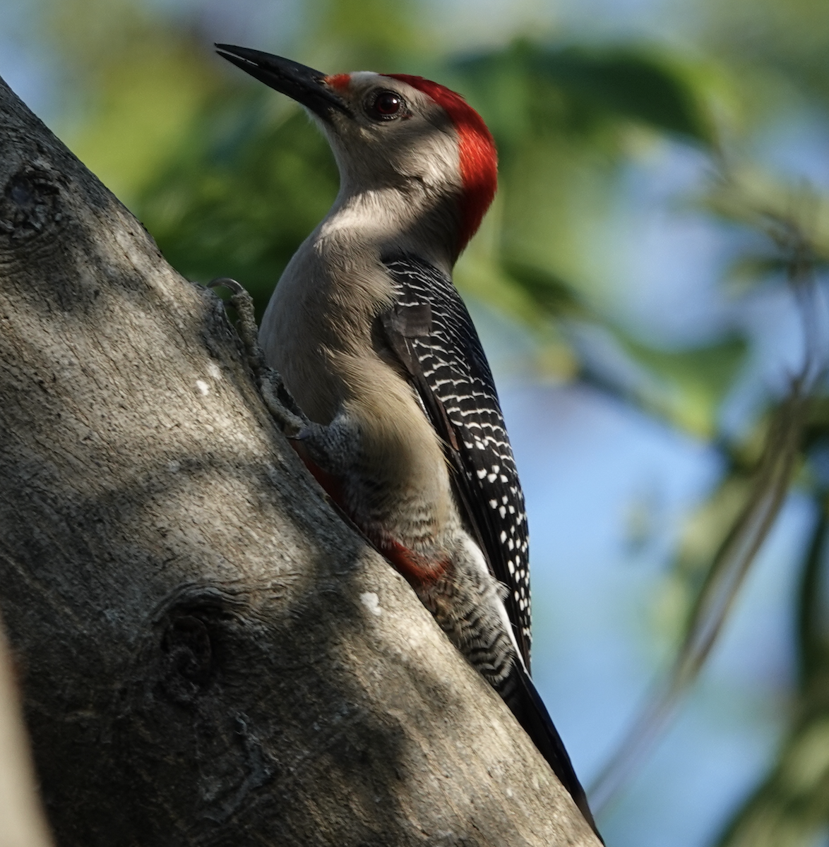 datel zlatočelý - ML646950381