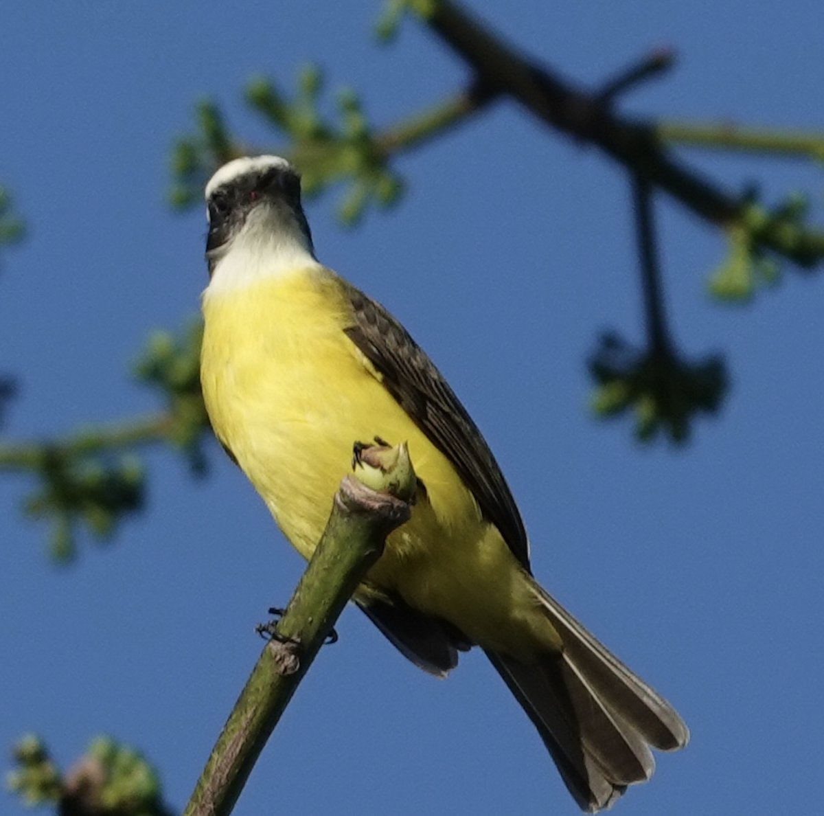 アカボウシヒタキモドキ - ML646950384