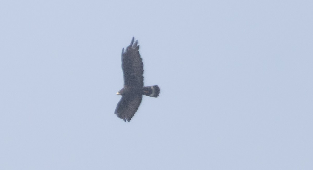 Zone-tailed Hawk - ML646950386