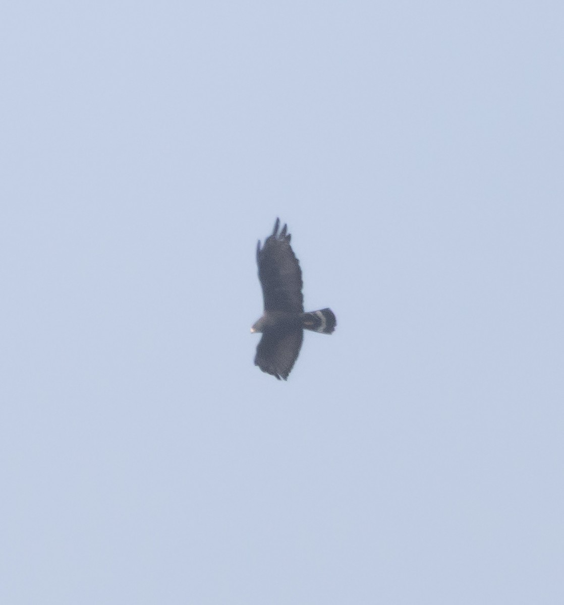 Zone-tailed Hawk - ML646950387
