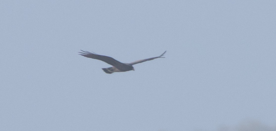 Zone-tailed Hawk - ML646950388