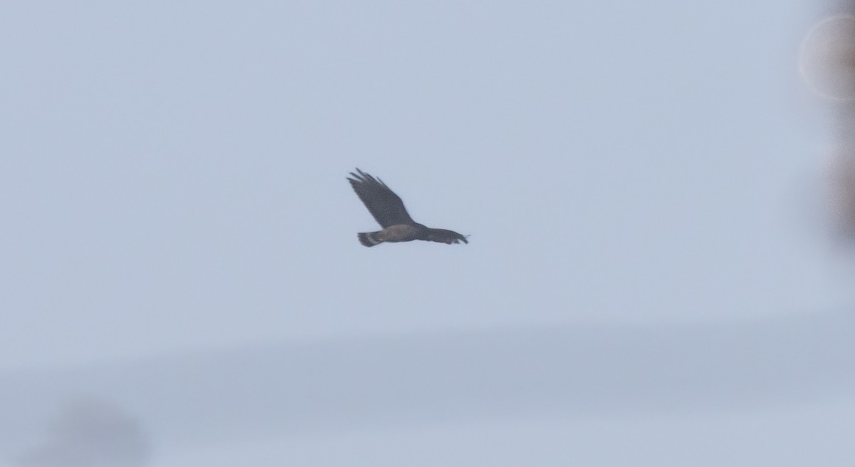 Zone-tailed Hawk - ML646950389