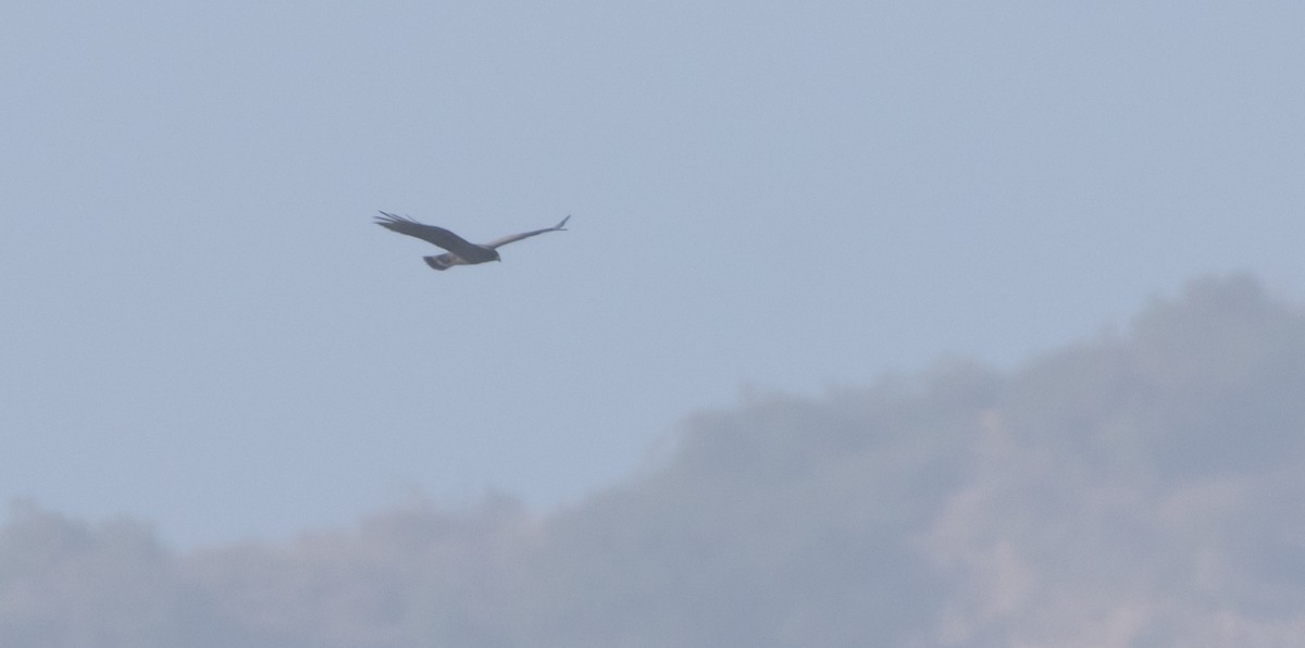 Zone-tailed Hawk - ML646950391