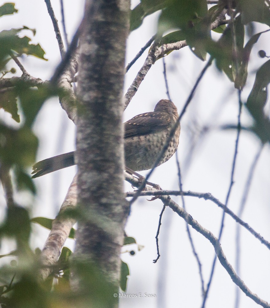 Rufous-bellied Thrush - ML646950392