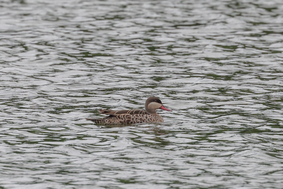 ostralka rudozobá - ML646950398