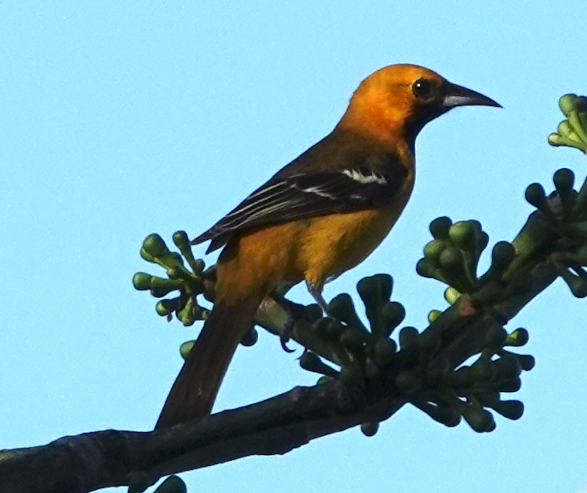 コオレンジムクドリモドキ - ML646950399