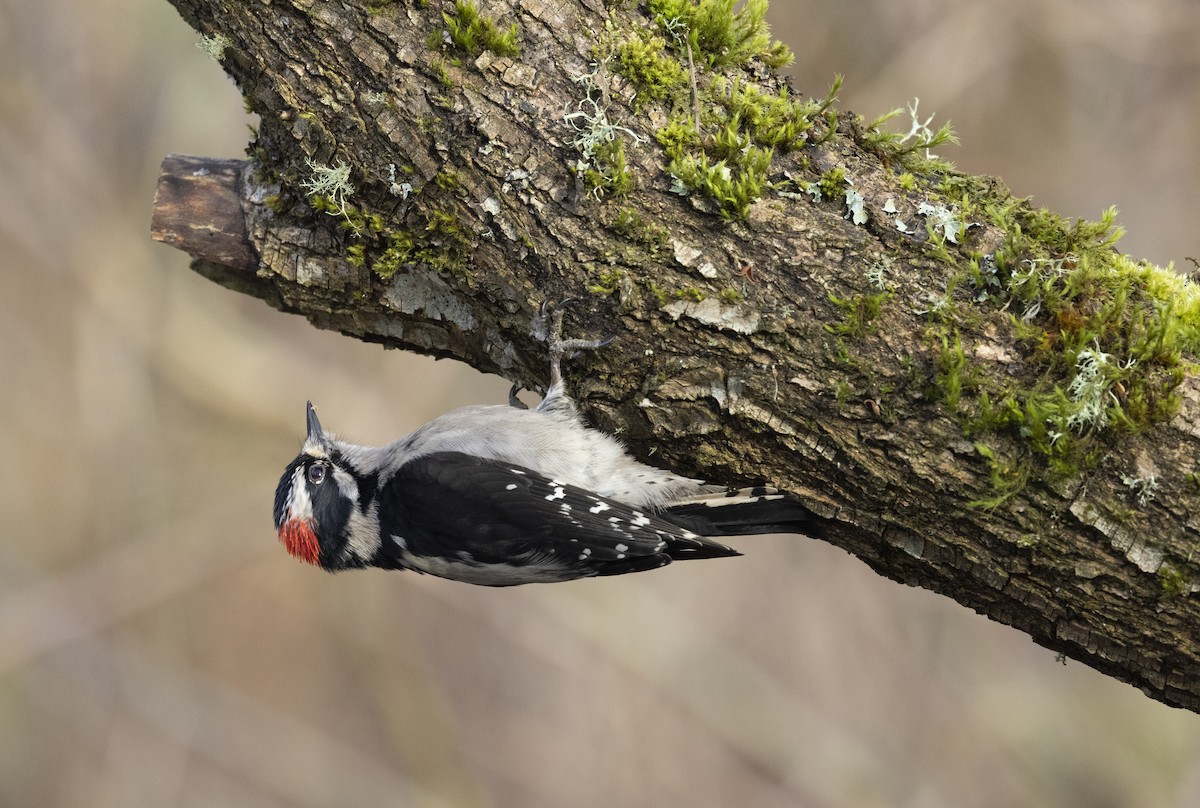 Downy Woodpecker - ML646950402