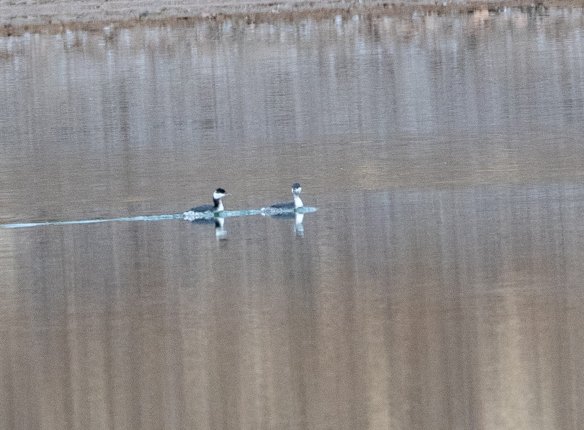 Zampullín Cuellirrojo - ML646950403