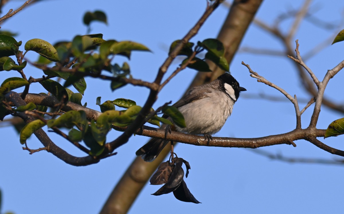 White-eared Bulbul - ML646950407