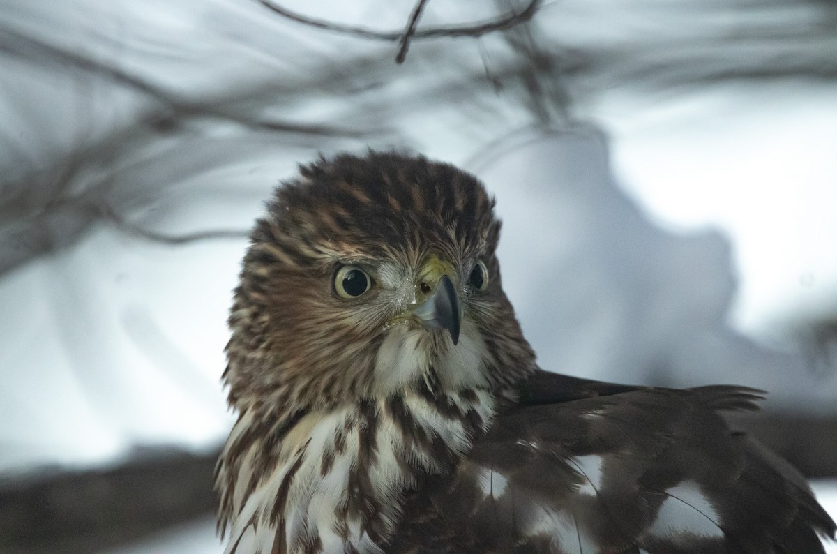 Cooper's Hawk - ML646950410