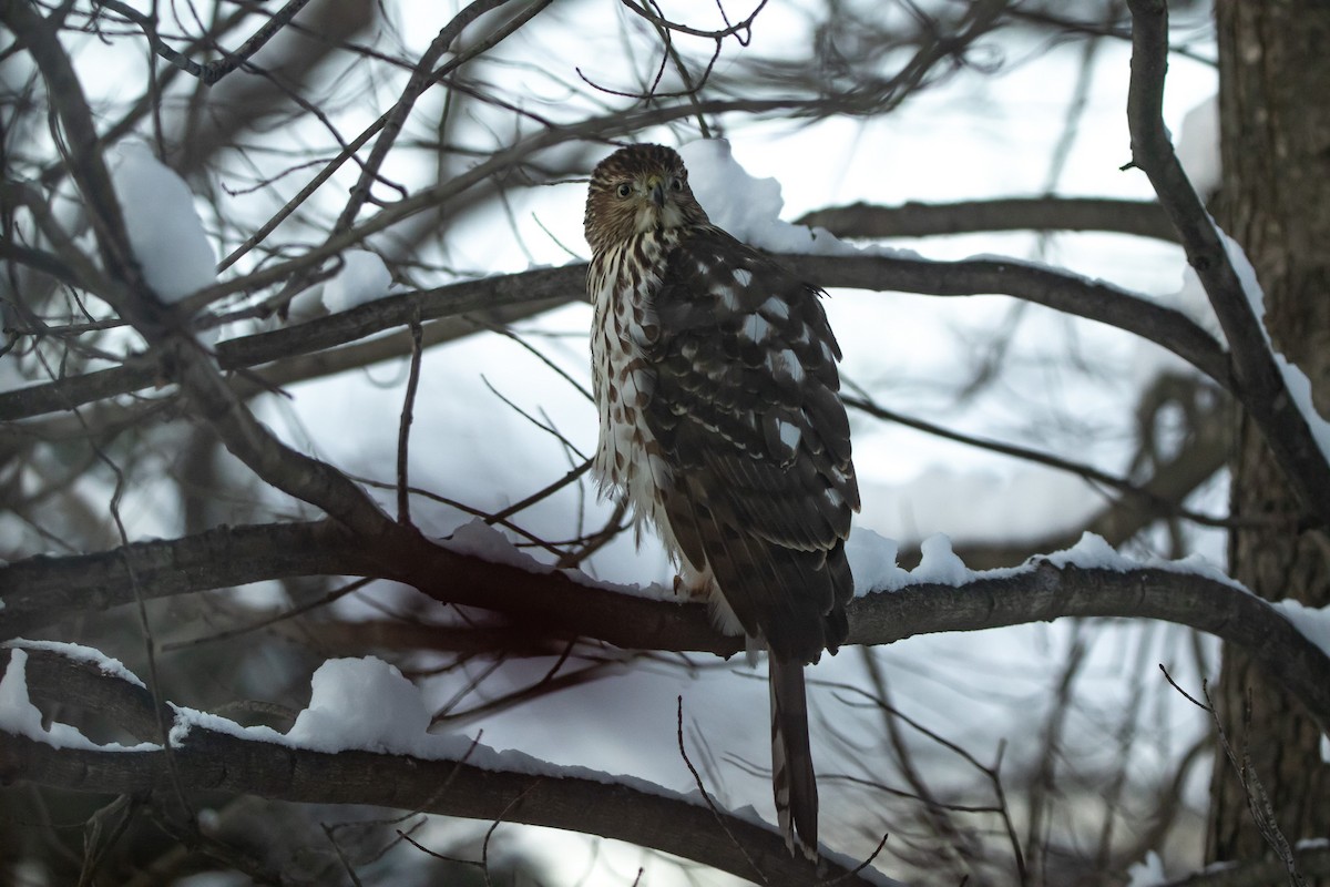 Cooper's Hawk - ML646950412
