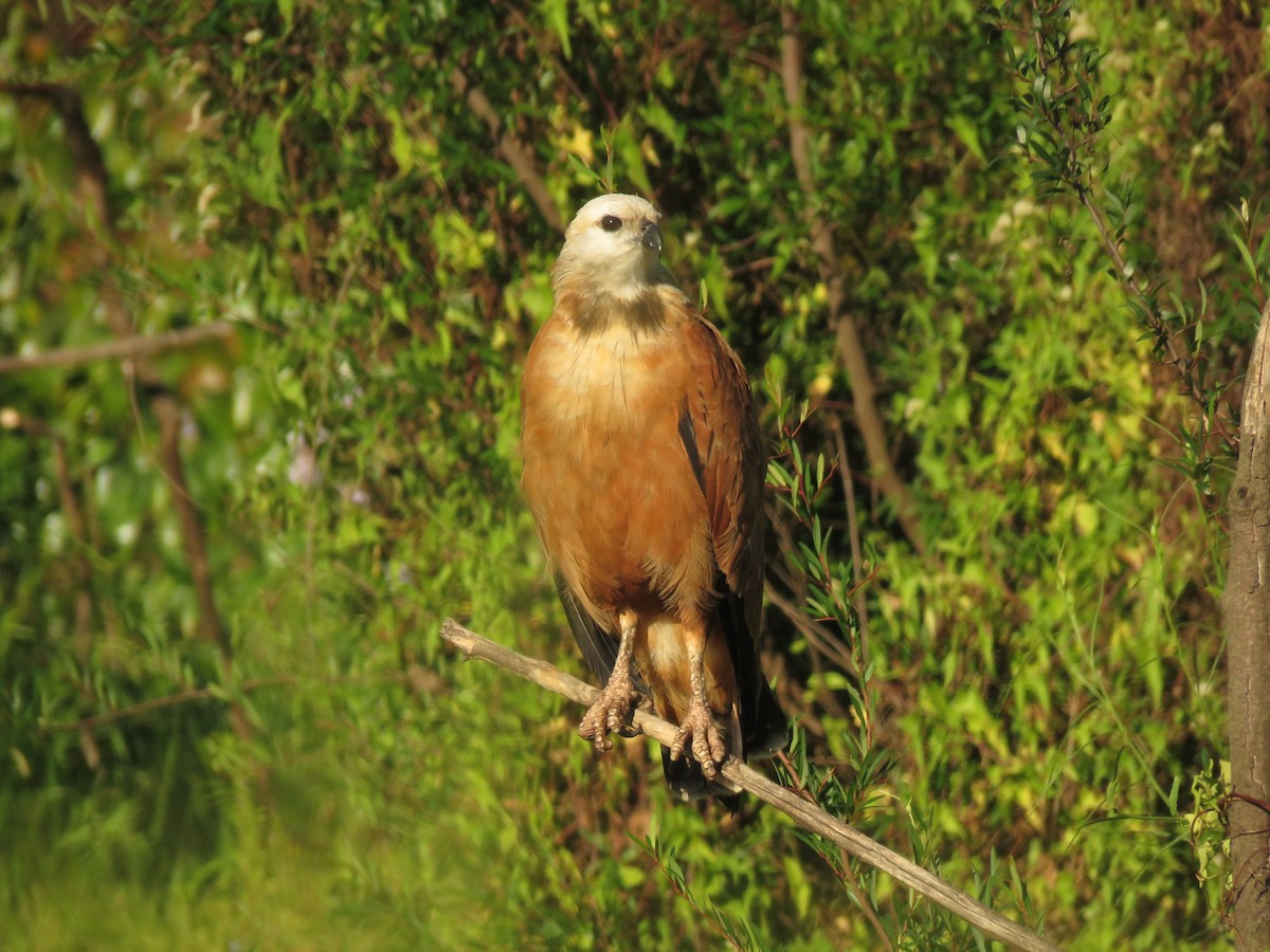 Busardo Colorado - ML646950416