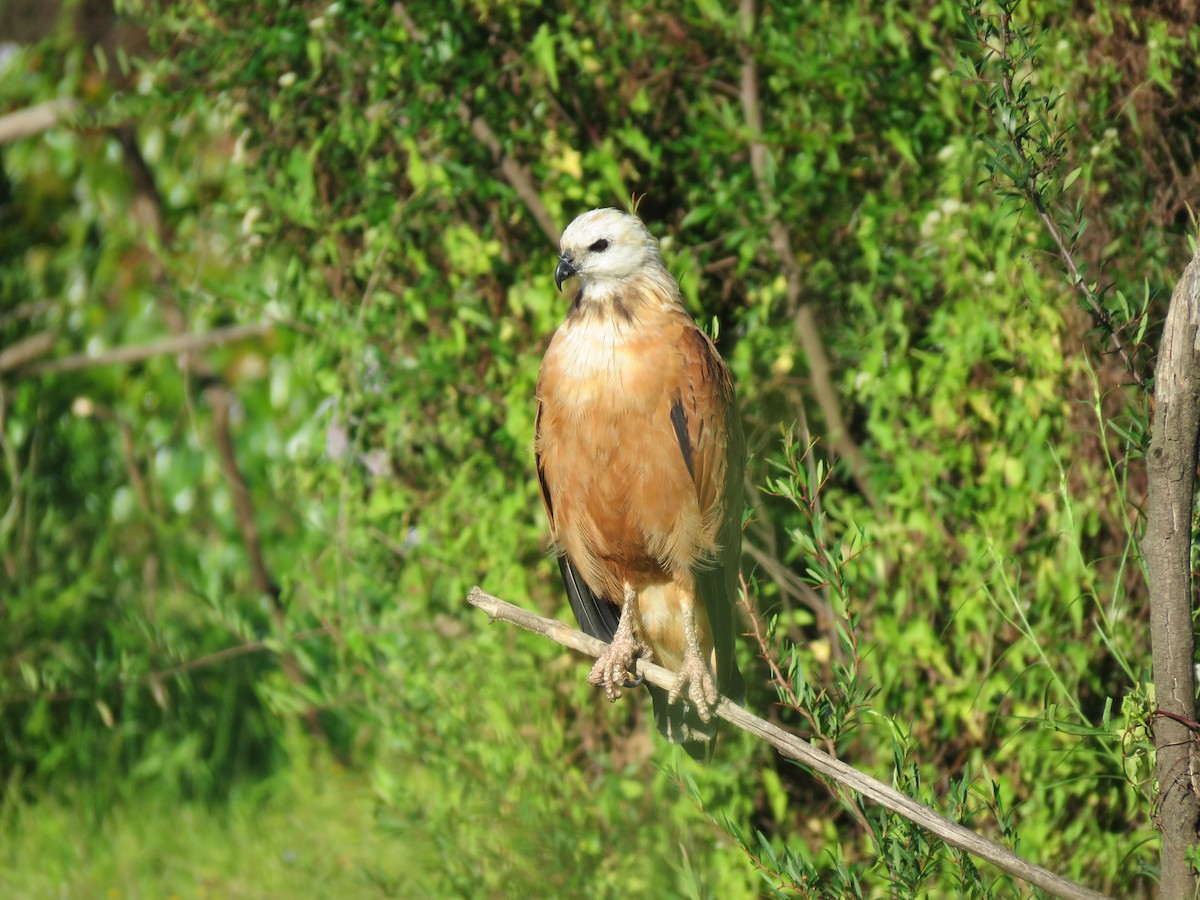 Busardo Colorado - ML646950417