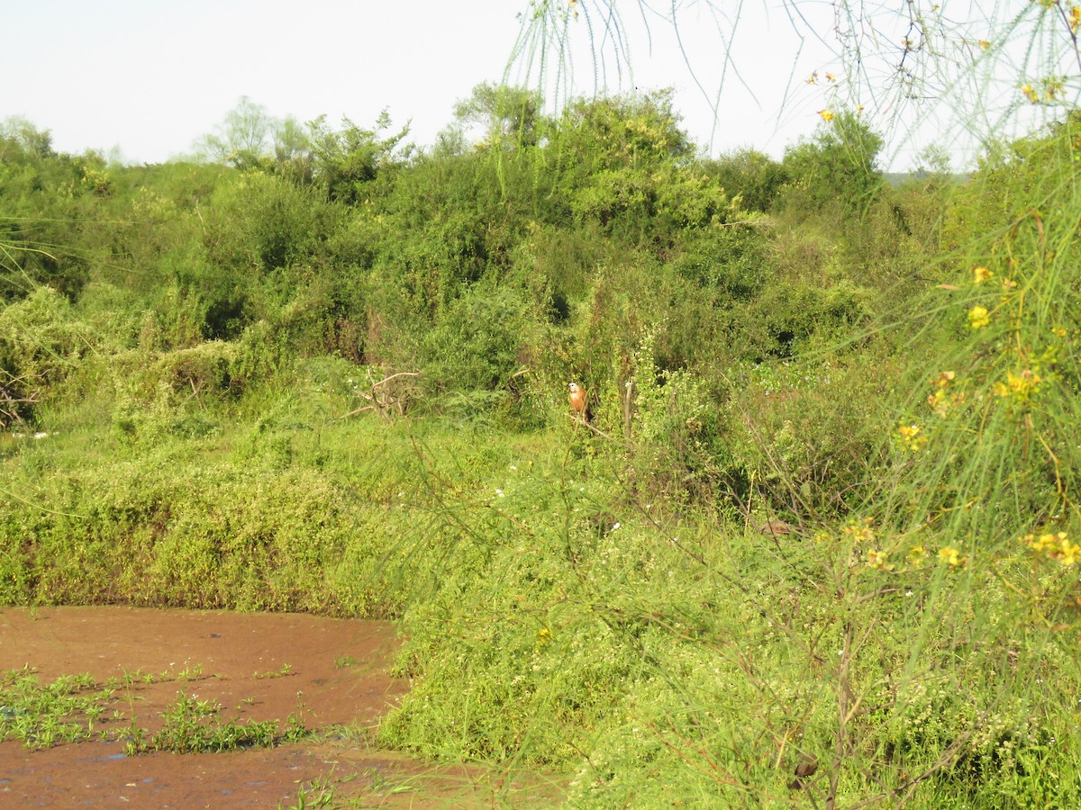 Busardo Colorado - ML646950418