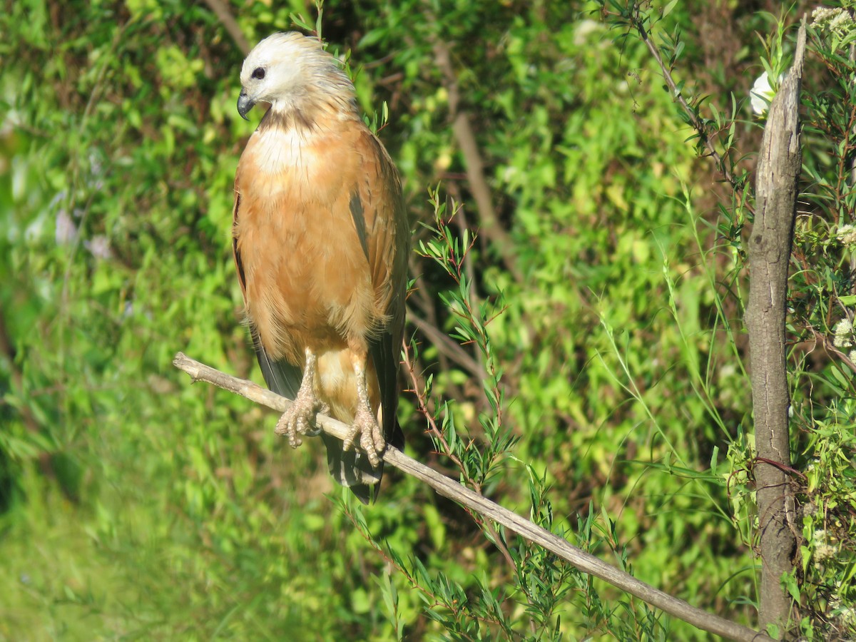 Busardo Colorado - ML646950419