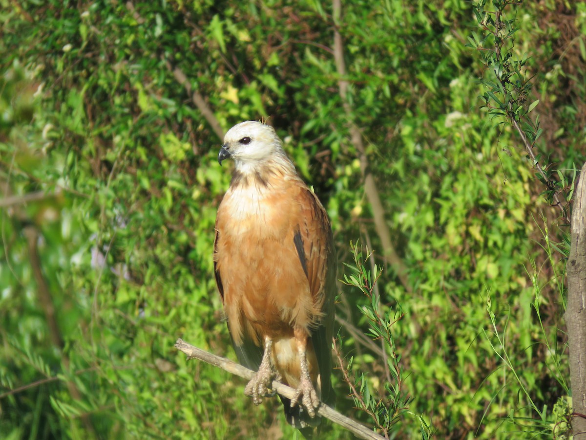 Busardo Colorado - ML646950420