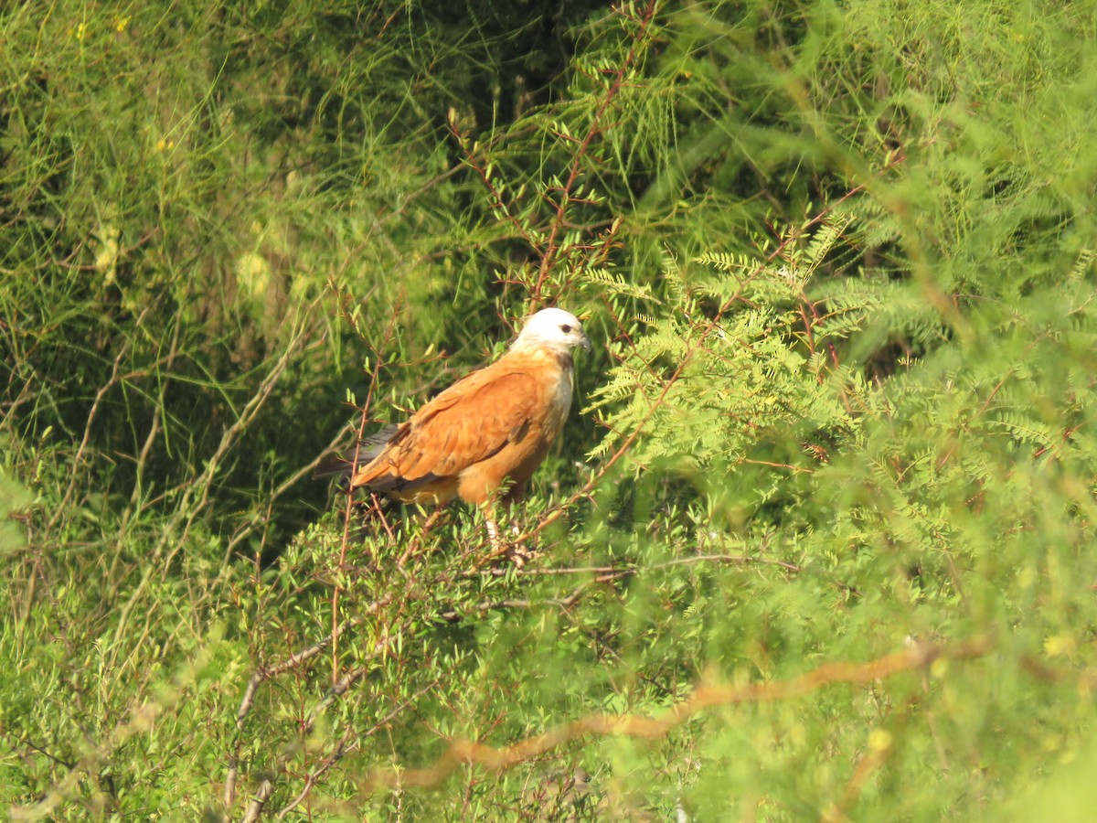 Busardo Colorado - ML646950421