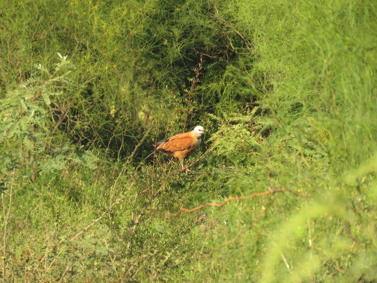 Busardo Colorado - ML646950422