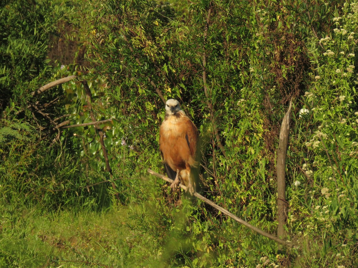 Busardo Colorado - ML646950423