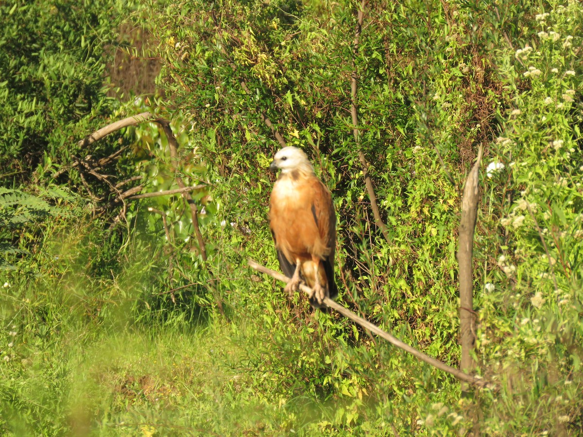 Busardo Colorado - ML646950424