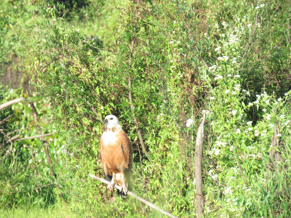 Busardo Colorado - ML646950425