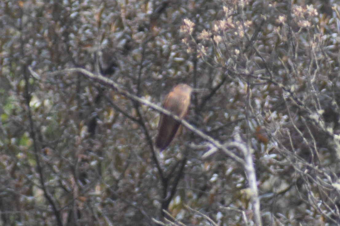 Shining Sunbeam - ML646950431