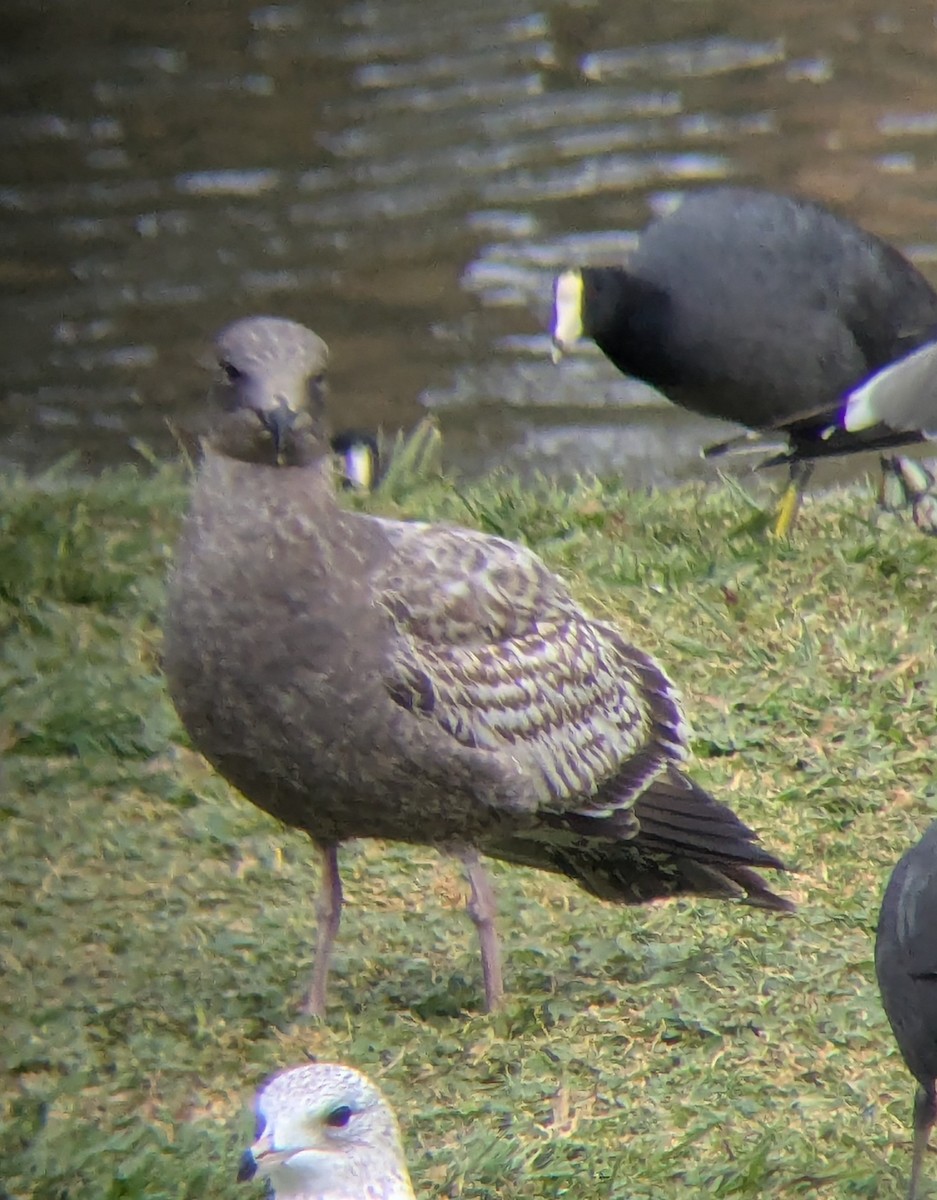 アメリカオオセグロカモメ - ML646950432