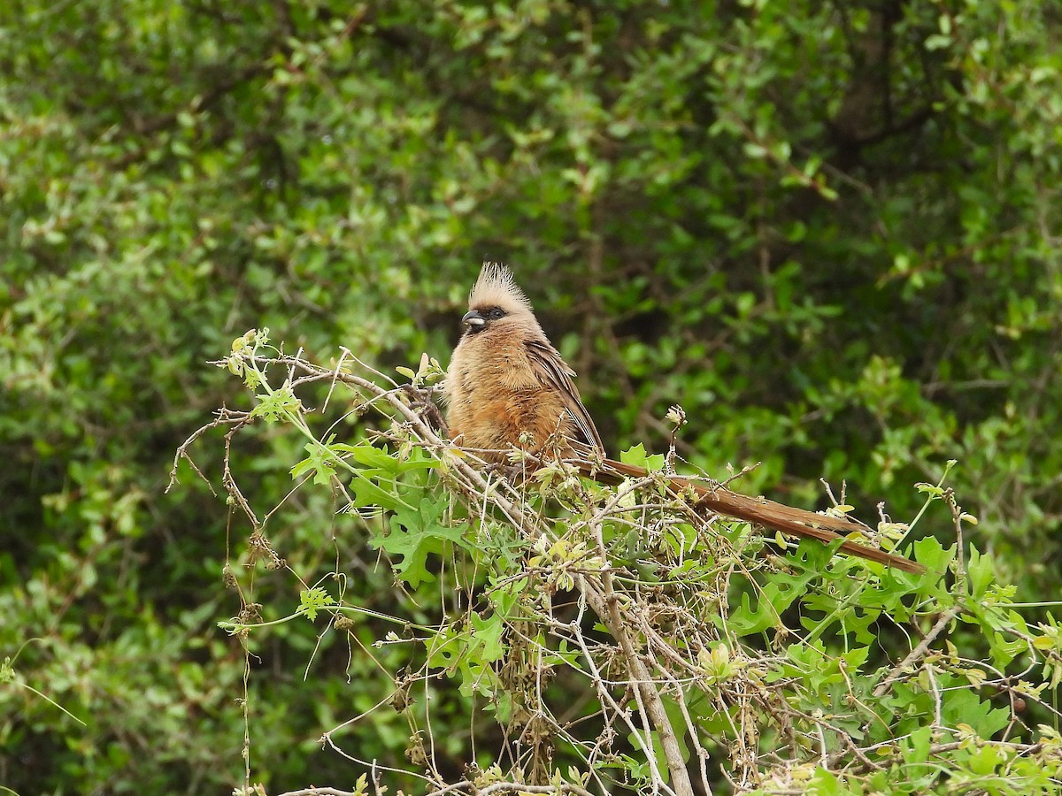 Чепіга бурокрила - ML646950435
