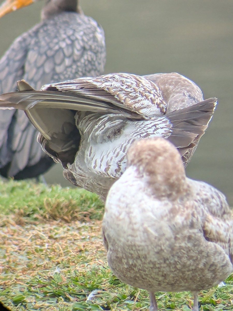 アメリカオオセグロカモメ - ML646950441