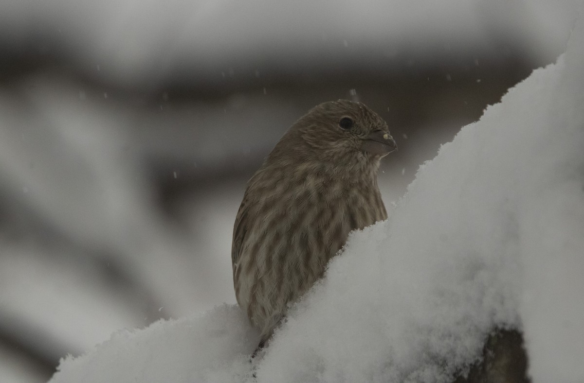 Roselin familier - ML646950443