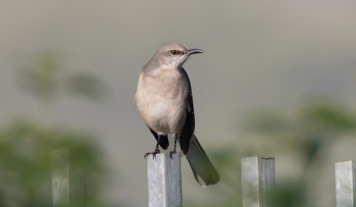 חקיינית צפונית - ML646950447