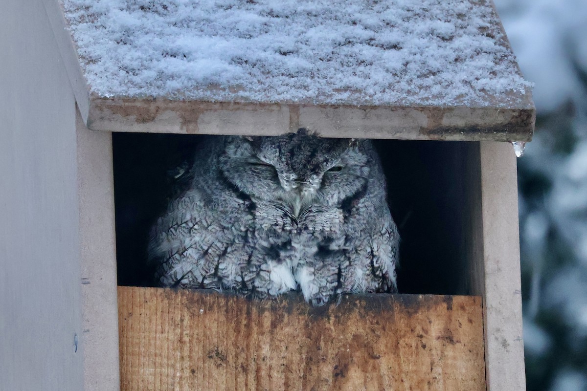 Autillo Yanqui (grupo asio) - ML646950450