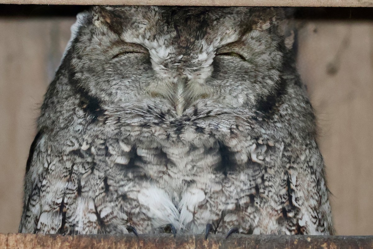 Autillo Yanqui (grupo asio) - ML646950451