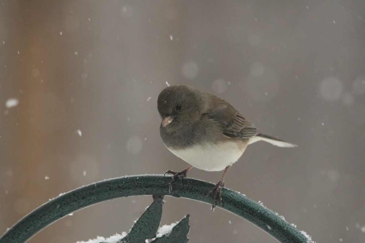 Dark-eyed Junco (Slate-colored) - ML646950452