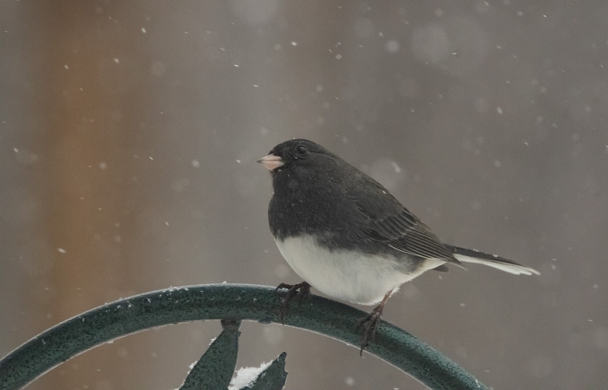 Dark-eyed Junco (Slate-colored) - ML646950456