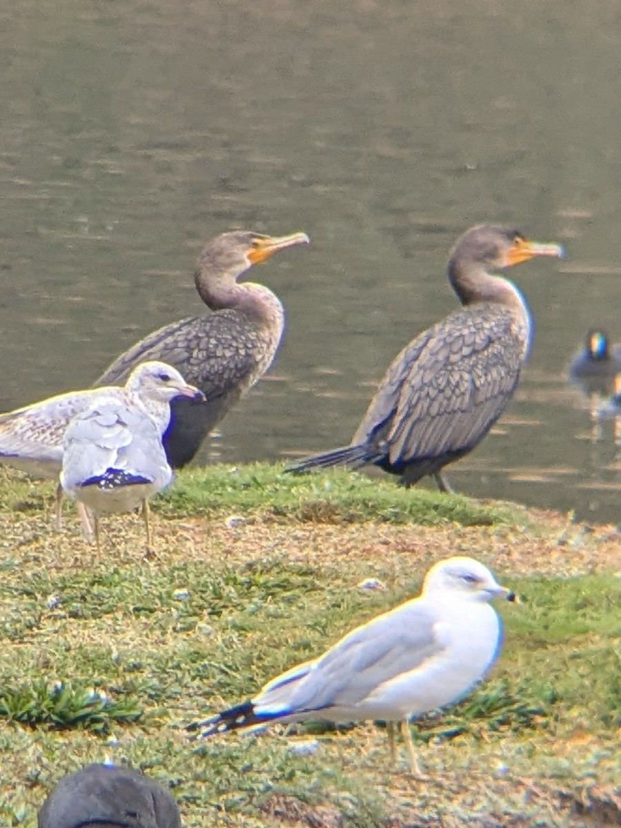 Double-crested Cormorant - ML646950462