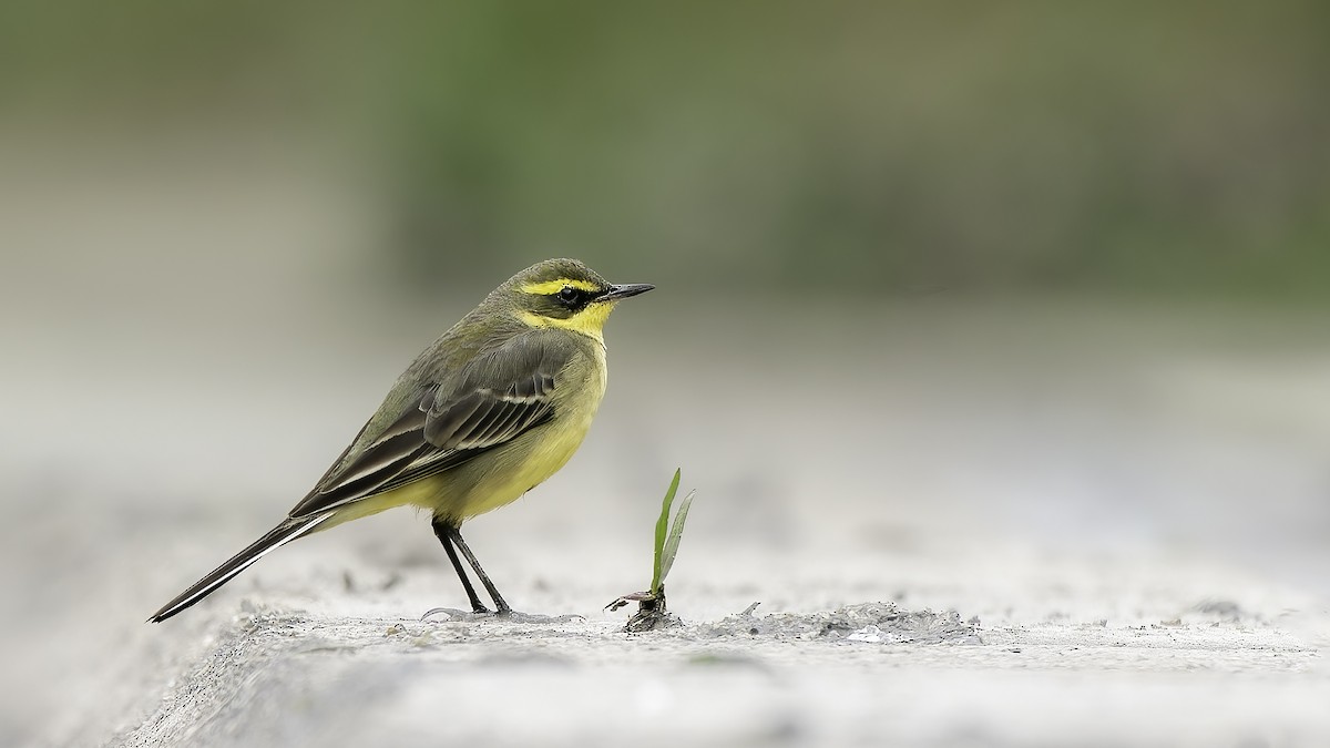 Eastern Yellow Wagtail - ML646950464