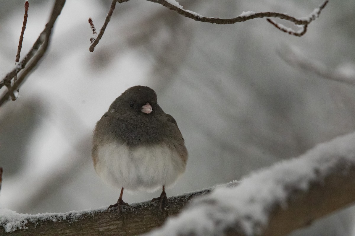 Dark-eyed Junco (Slate-colored) - ML646950465